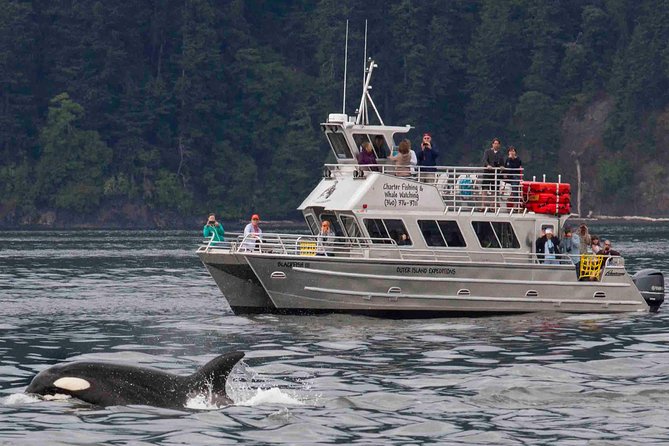 Orcas Island Whale Watching - Orcas, humpbacks, minkes, and gray whales
