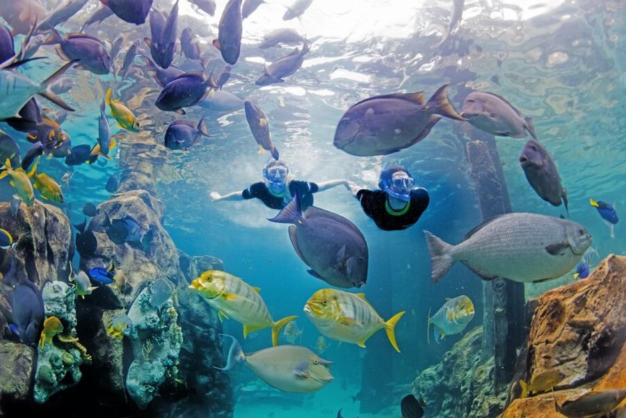 Orlando: Discovery Cove Admission Ticket & Additional Parks - The 14-day park option can make the ticket worthwhile