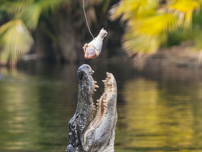 Orlando: Drive-Thru Safari Park at Wild Florida - Wild Florida Drive-Thru Safari: Key Points