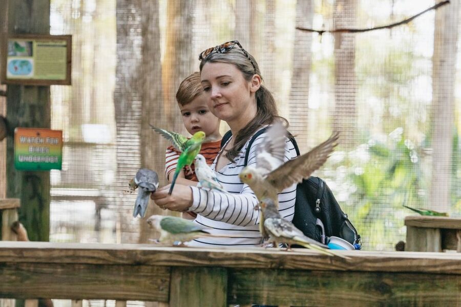 Orlando: Drive-Thru Safari Park at Wild Florida - Practical Booking Advice