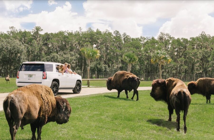 Orlando: Drive-Thru Safari Park at Wild Florida - What the Drive-Through Safari Actually Feels Like