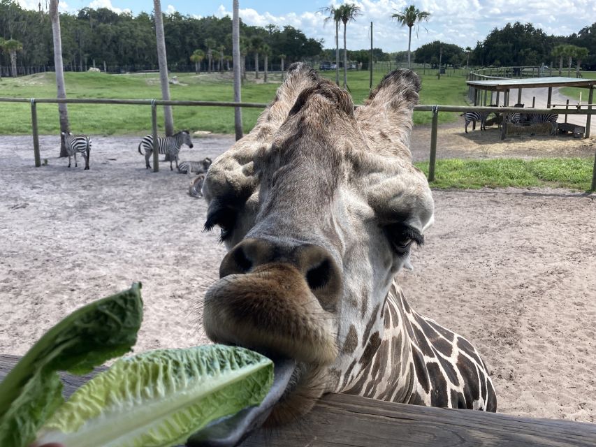 Orlando: Drive-Thru Safari Park at Wild Florida - Giraffe Feeding With Leroy