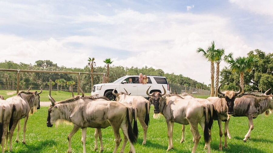 Orlando: Drive-Thru Safari Park at Wild Florida - Gator Park Adds a Second Half to the Day