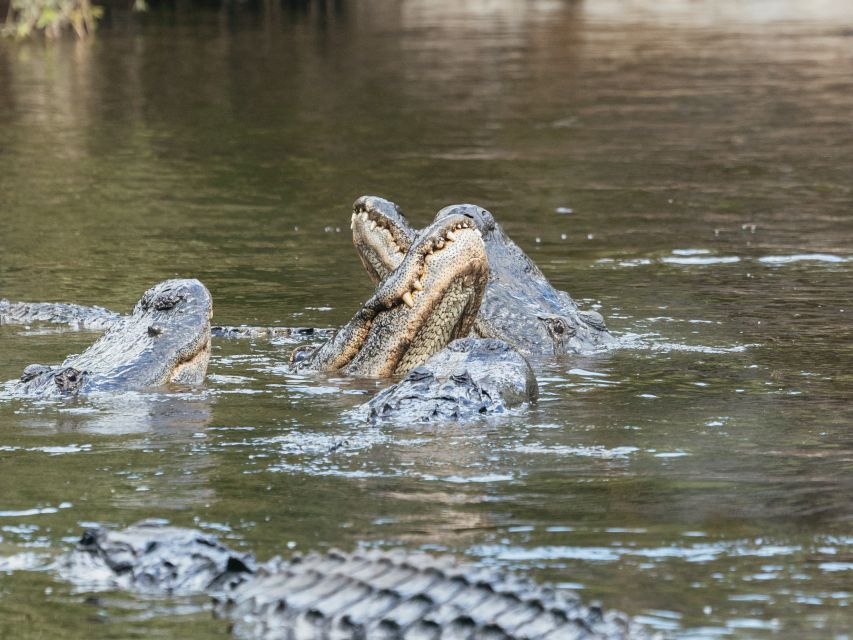 Orlando: Drive-Thru Safari Park at Wild Florida - Is $35 a Good Value?