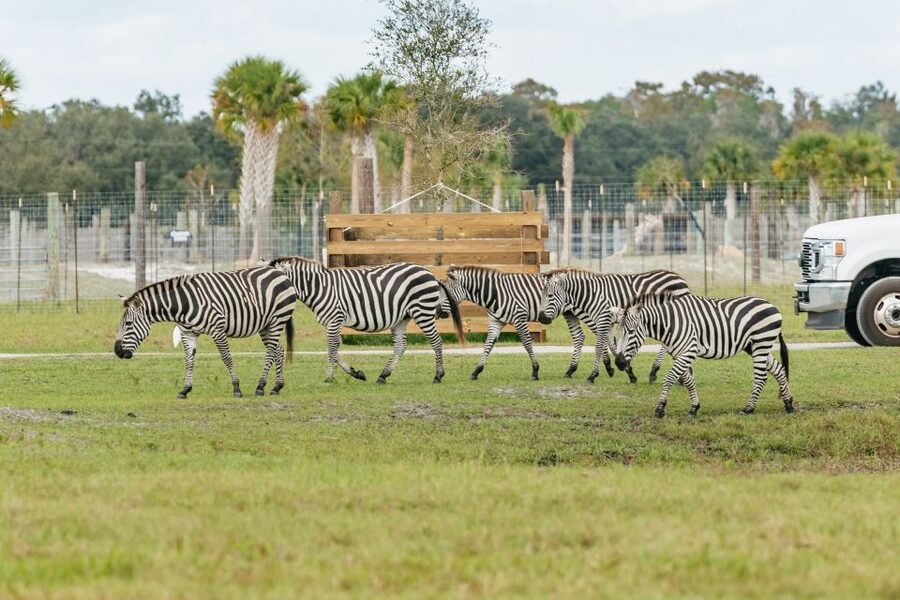 Orlando: Drive-Thru Safari Park at Wild Florida - Who Will Enjoy This Most
