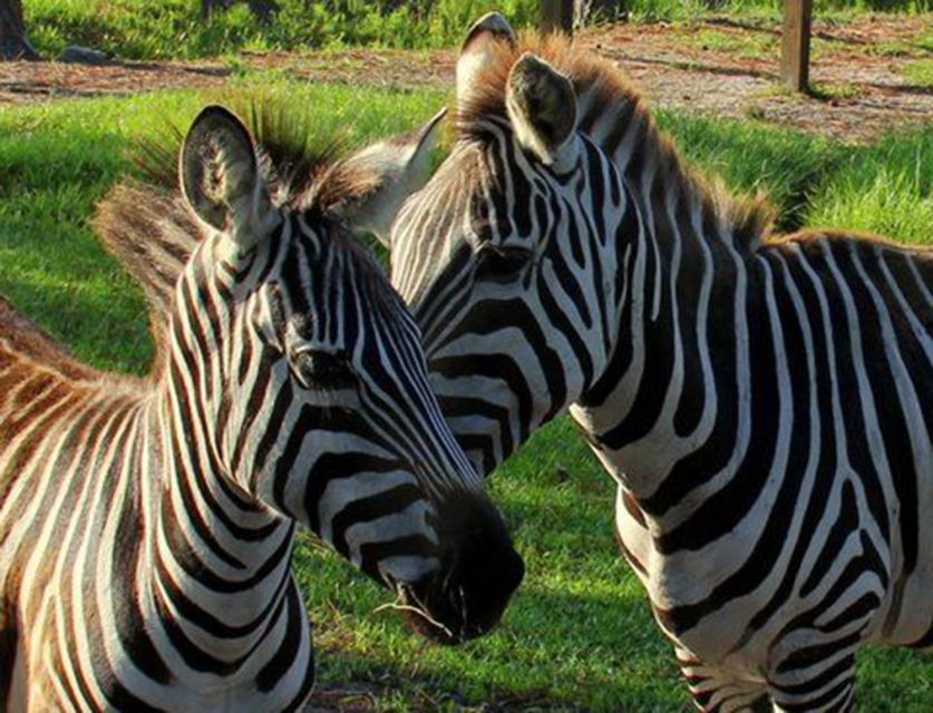 Orlando: Everglades Airboat Ride and Wildlife Park Ticket - Key points before you book