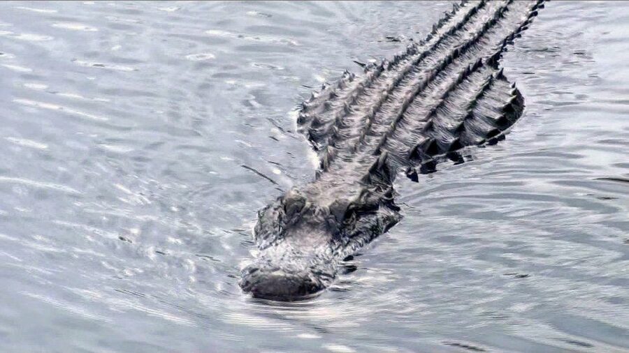 Orlando: Everglades Airboat Ride and Wildlife Park Ticket - Why this makes a good break from Orlando’s theme parks