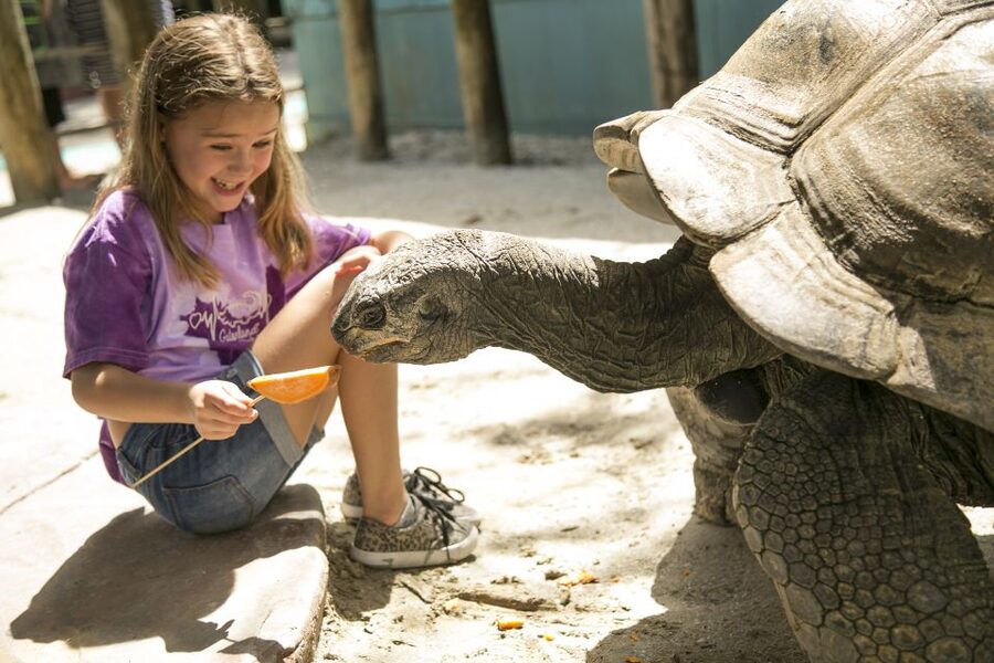 Orlando: Gatorland Skip-the-Line Ticket - Gatorland’s giant mouth entrance and Old Florida feel