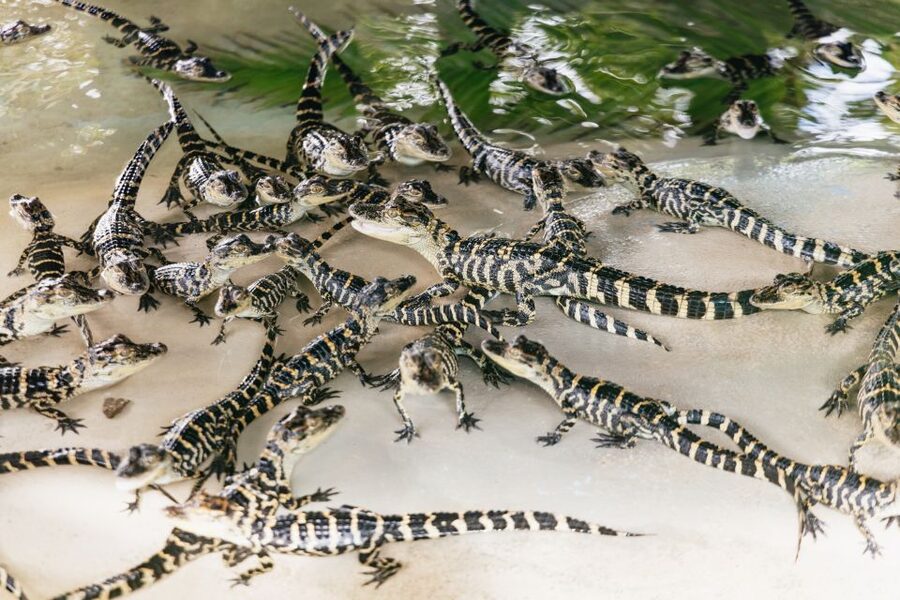 Orlando: Gatorland Skip-the-Line Ticket - Why the four white alligators are worth finding