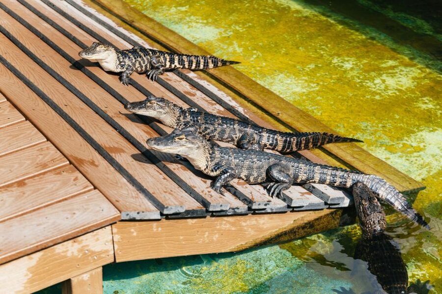 Orlando: Gatorland Skip-the-Line Ticket - Aviary, petting zoo, and animals beyond the reptiles