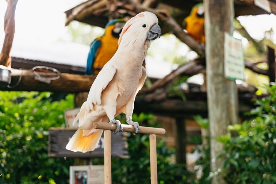 Orlando: Gatorland Skip-the-Line Ticket - Skip-the-line entry: useful, but not always essential