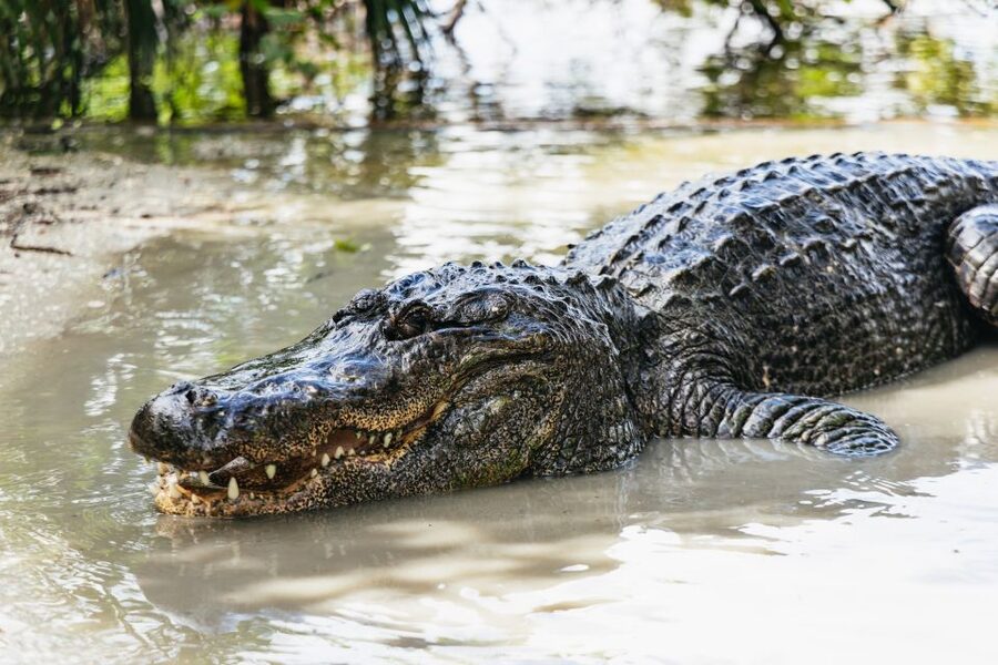 Orlando: Gatorland Skip-the-Line Ticket - Thousands of alligators and crocodiles up close