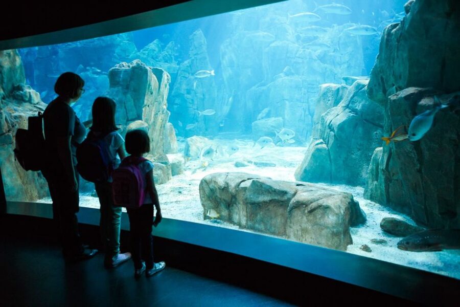 Orlando: SEA LIFE Orlando Aquarium - Key points to know before you go