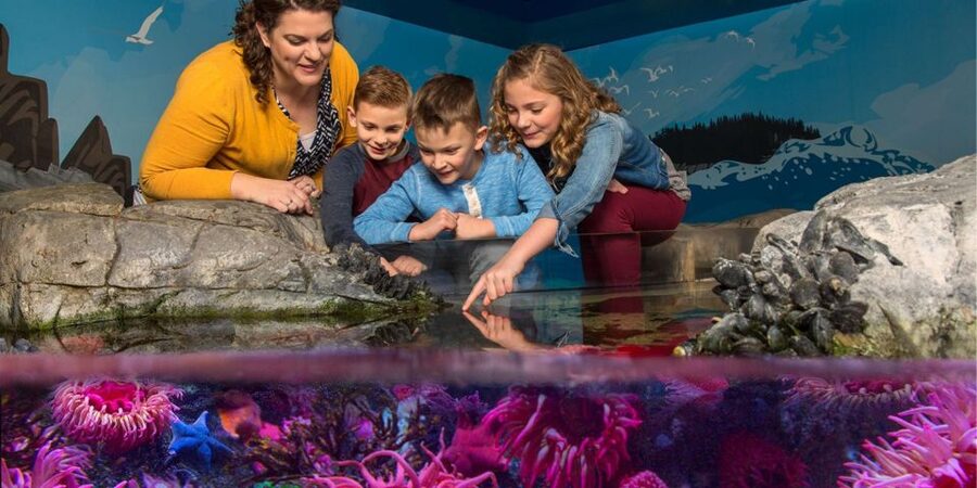 Orlando: SEA LIFE Orlando Aquarium - Feeling a sea star at the coastal rock pool