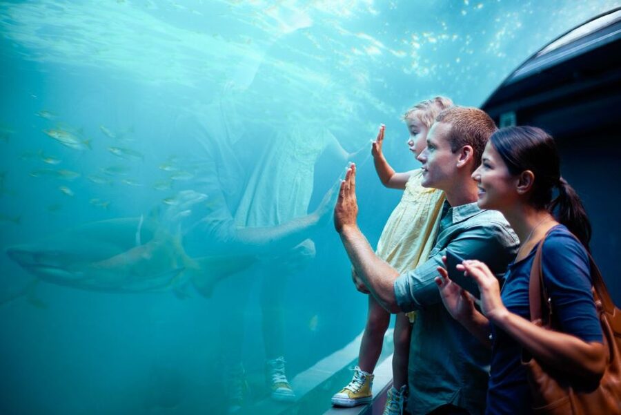 Orlando: SEA LIFE Orlando Aquarium - Is the shark VR experience worth adding?