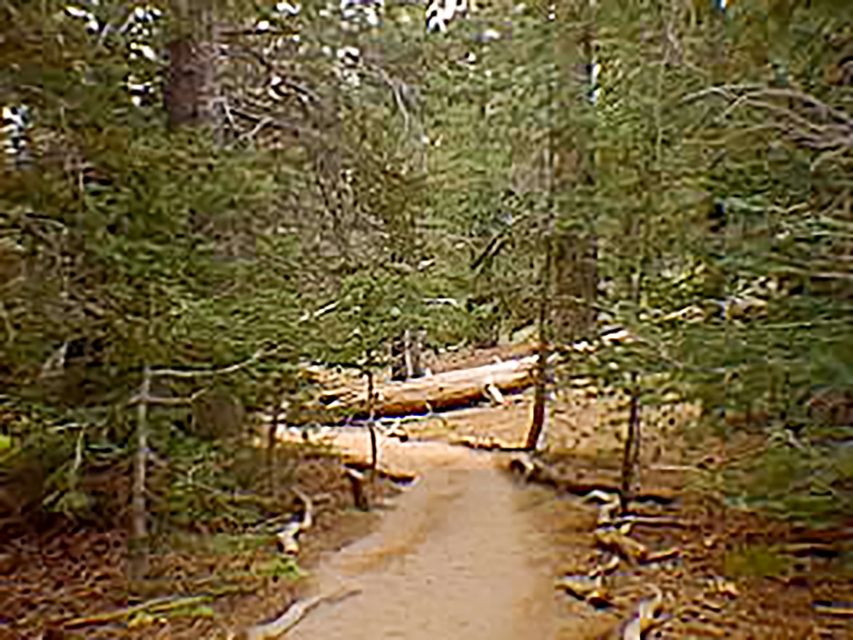 Palm Springs: Aerial Tramway Round-Trip Ticket - From the desert floor to a mountain forest