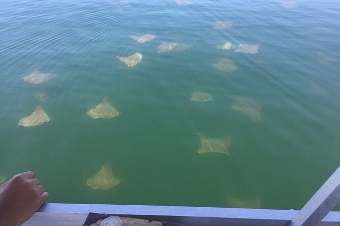 Pensacola Beach Jolly Dolphin Cruise and Scenic Bay Tour - My call: should you book it?