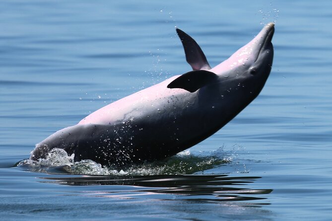 Pensacola Beach Jolly Dolphin Cruise and Scenic Bay Tour - What dolphin viewing is really like