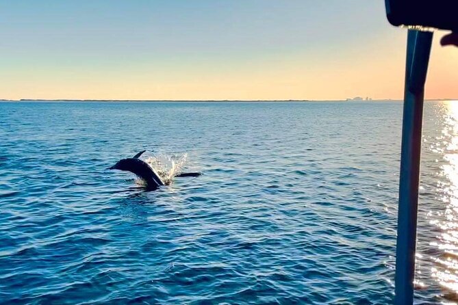 Pensacola Frisky Dolphin Sightseeing Bay Cruise - A dolphin cruise with plenty of personality