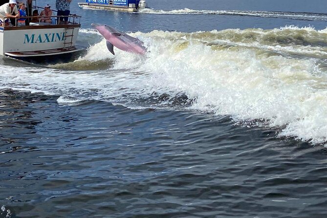 Pensacola Frisky Dolphin Sightseeing Bay Cruise - Morning, afternoon, or sunset?
