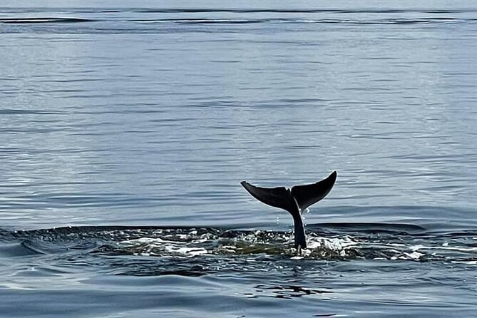 Pensacola Frisky Dolphin Sightseeing Bay Cruise - The crew is a major part of the value