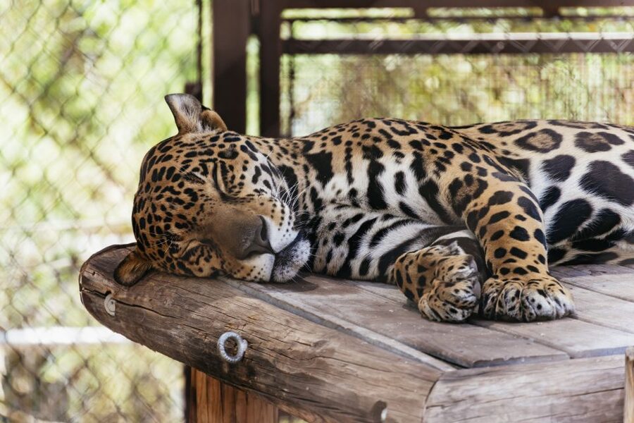 Phoenix Zoo One Day General Admission Ticket - How much time should you allow?