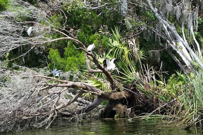 Plantation's Kings Bay Scenic Cruise - Manatees are the main draw, not a promise