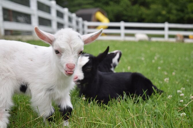 Premium Amish Country Tour including Amish Farm and House - Should You Book the Premium Amish Country Tour?