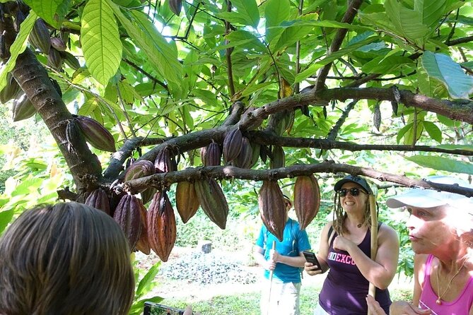 Princeville Botanical Gardens Tour and Chocolate Tasting Ticket - The small cacao grove in the valley