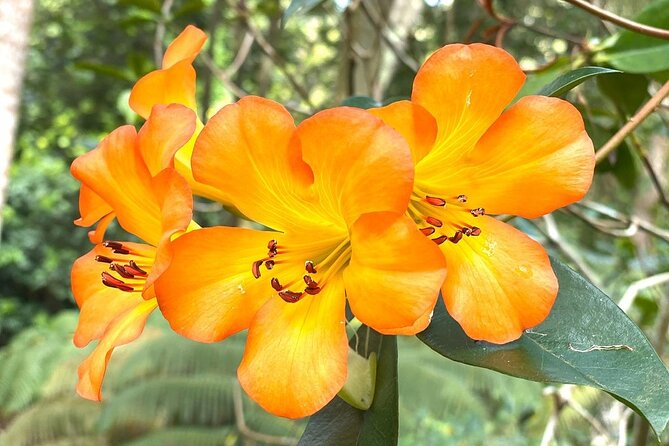Princeville Botanical Gardens Tour and Chocolate Tasting Ticket - How demanding is the walking?
