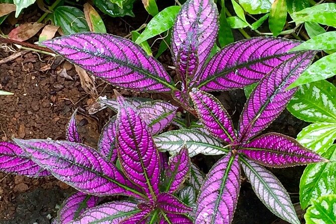 Princeville Botanical Gardens Tour and Chocolate Tasting Ticket - What the $126 price includes