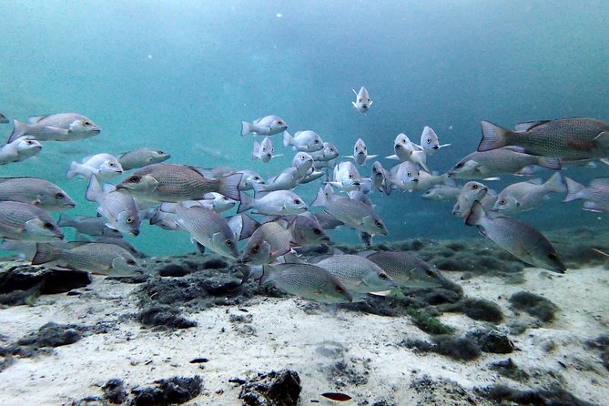 Private 'OG' Manatee Snorkel Tour with Guide for up to 10 people - Finding the manatees in changing conditions
