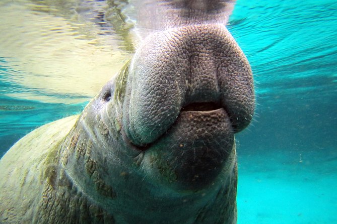 Private 'OG' Manatee Snorkel Tour with Guide for up to 10 people - Check-in at River Ventures on Kings Bay Drive