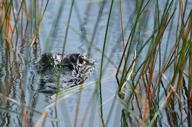 Private Tour: Florida Everglades Airboat Ride and Wildlife Adventure - Reaching the Everglades from Fort Lauderdale
