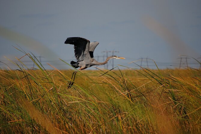 Private Tour: Florida Everglades Airboat Ride and Wildlife Adventure - The Glades Exhibit and Other Park Attractions