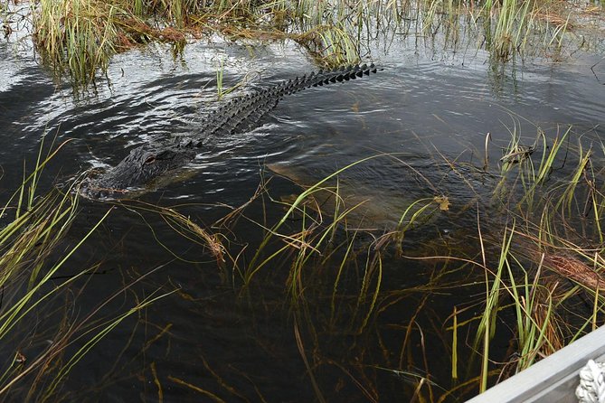 Private Tour: Florida Everglades Airboat Ride and Wildlife Adventure - Guides Make a Noticeable Difference