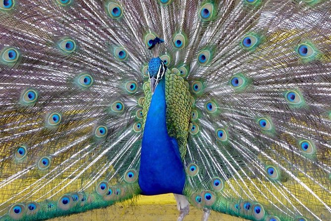 Private Tour: Florida Everglades Airboat Ride and Wildlife Adventure - Noise, Heat, and Mosquitoes