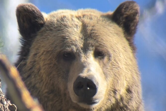 Private Yellowstone Tour: ICONIC Sites, Wildlife, Family Friendly Hikes + lunch - Mud Volcano and Yellowstone’s restless ground