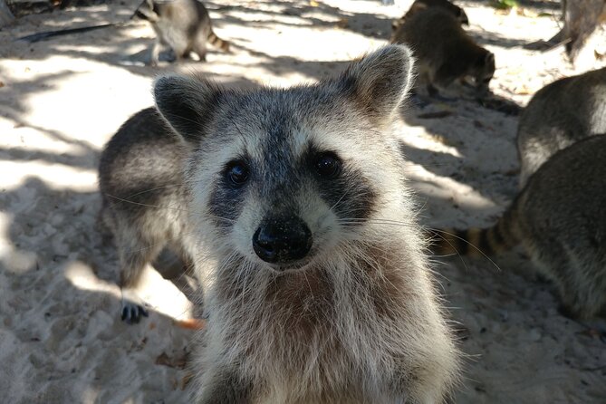 Raccoon Island: Exploration on SUP/Kayak - Choosing between a kayak and a stand-up paddleboard