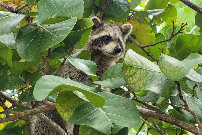 Raccoon Island: Exploration on SUP/Kayak - Paddling through Biscayne Bay and the mangroves