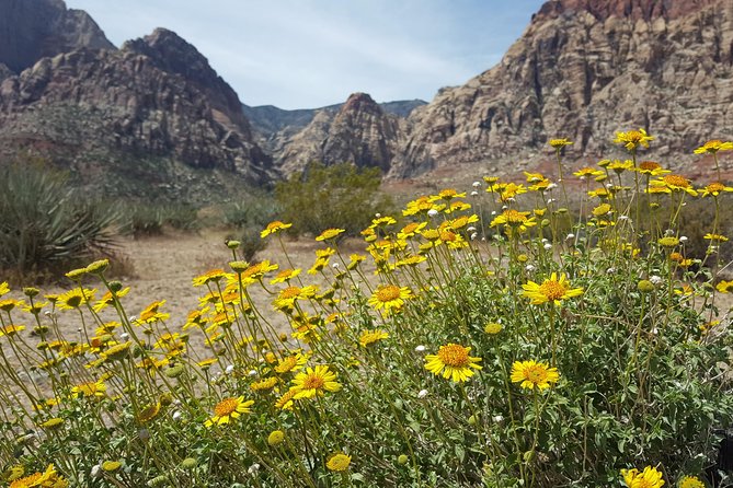 Red Rock Canyon eBike Half-Day Tour - Four stops for sandstone, petroglyphs, and desert plants