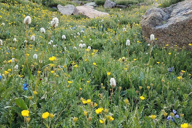 Rocky Mountain National Park in Summer Tour from Denver - Wildlife sightings and the flexible route