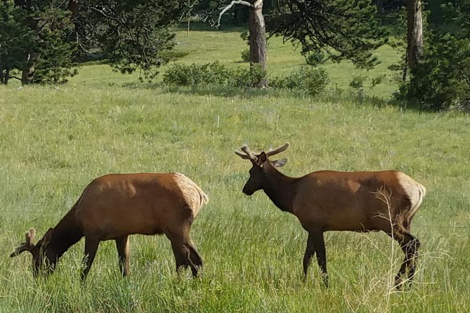 Rocky Mountain National Park in Summer Tour from Denver - Leaving through Beaver Meadows and arriving in Estes Park