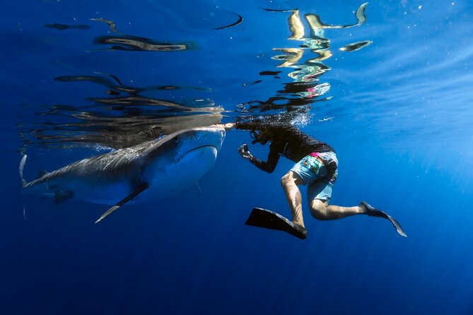 Safe and Educational Shark Dive from Haleiwa: Sharks Guaranteed - Key points about the Haleiwa shark encounter