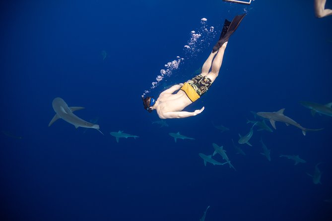Safe and Educational Shark Dive from Haleiwa: Sharks Guaranteed - Meeting the sharks from Haleiwa