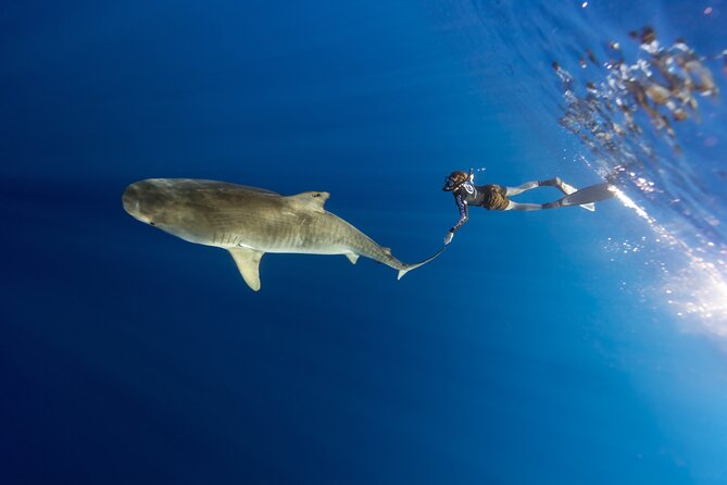 Safe and Educational Shark Dive from Haleiwa: Sharks Guaranteed - What you might see besides sharks