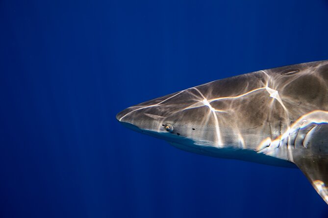 Safe and Educational Shark Dive from Haleiwa: Sharks Guaranteed - Is $165.71 a fair price?