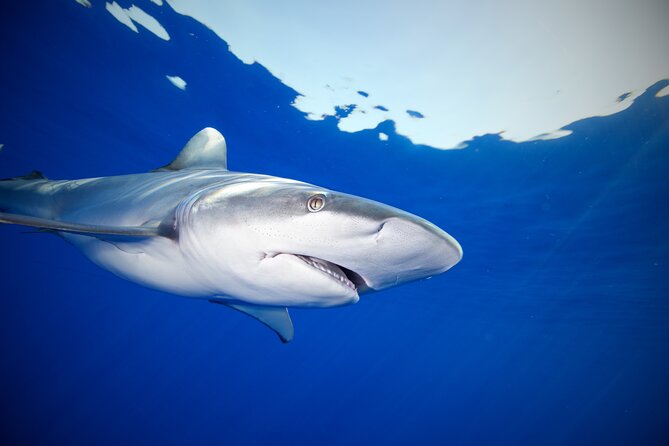 Safe and Educational Shark Dive from Haleiwa: Sharks Guaranteed - Who should book this ocean encounter?