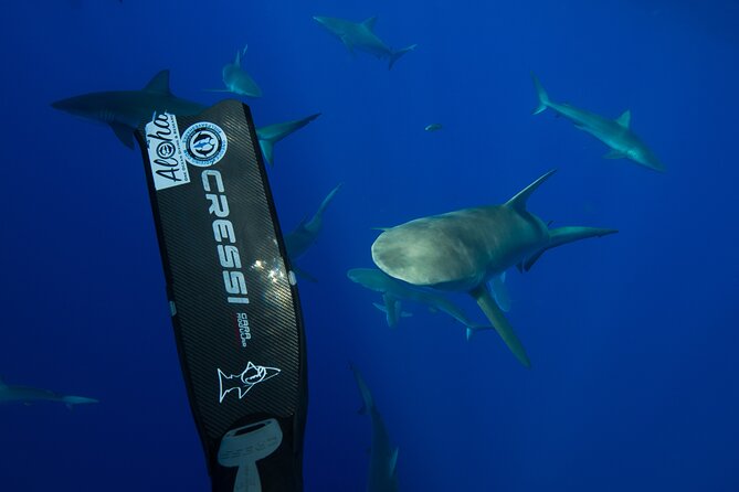 Safe and Educational Shark Dive from Haleiwa: Sharks Guaranteed - Safety without turning sharks into villains