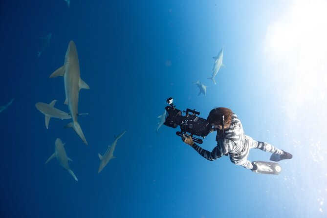 Safe and Educational Shark Dive from Haleiwa: Sharks Guaranteed - Two hours, used wisely